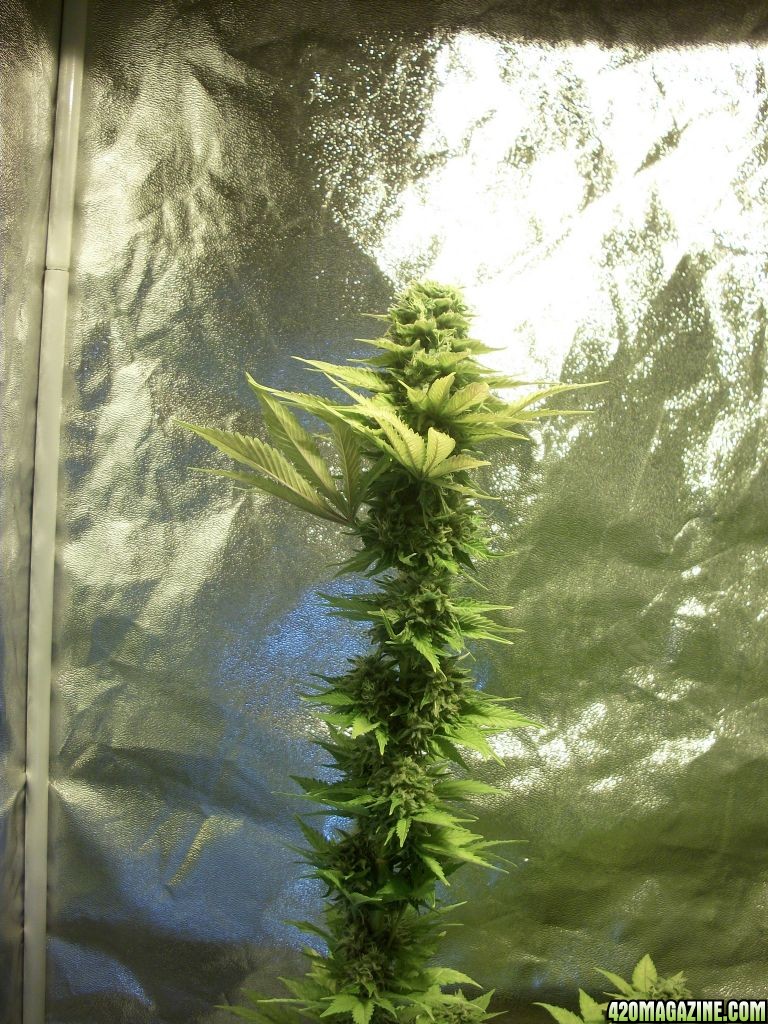 week 8 flower