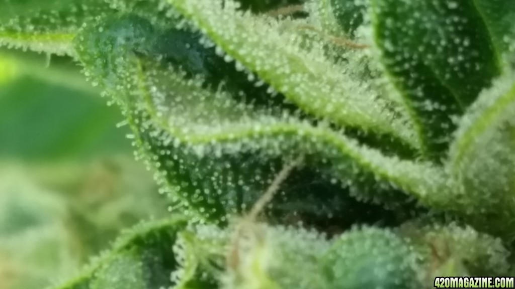 Week 9 Jack Herer  Outdoors