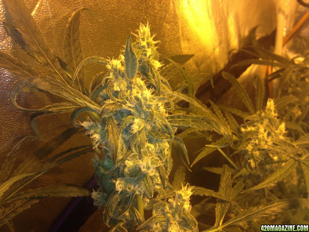 week 9 of flower