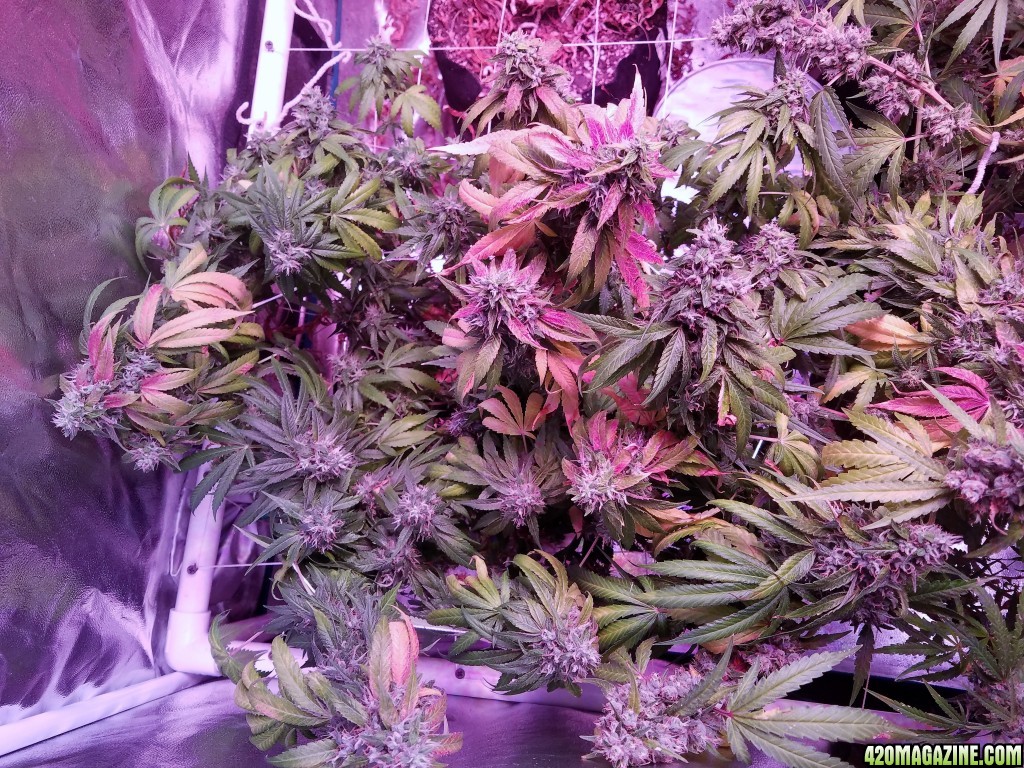 week b4 harvest