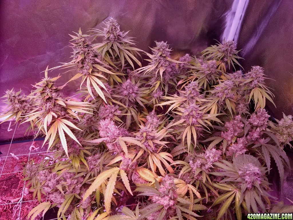 week b4 harvest