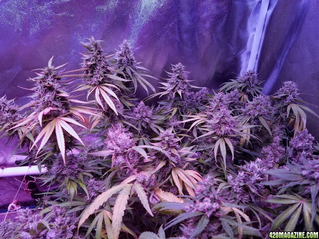 week b4 harvest