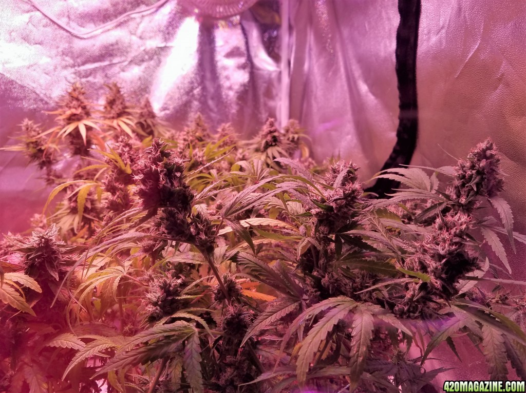 week b4 harvest