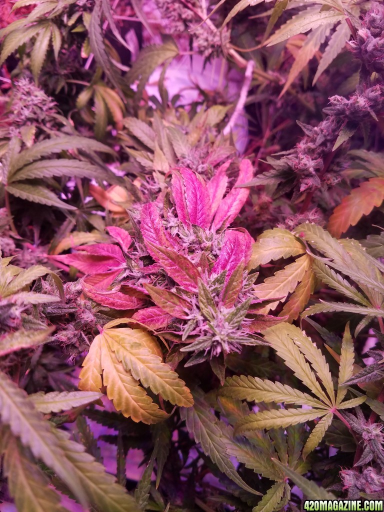 week b4 harvest