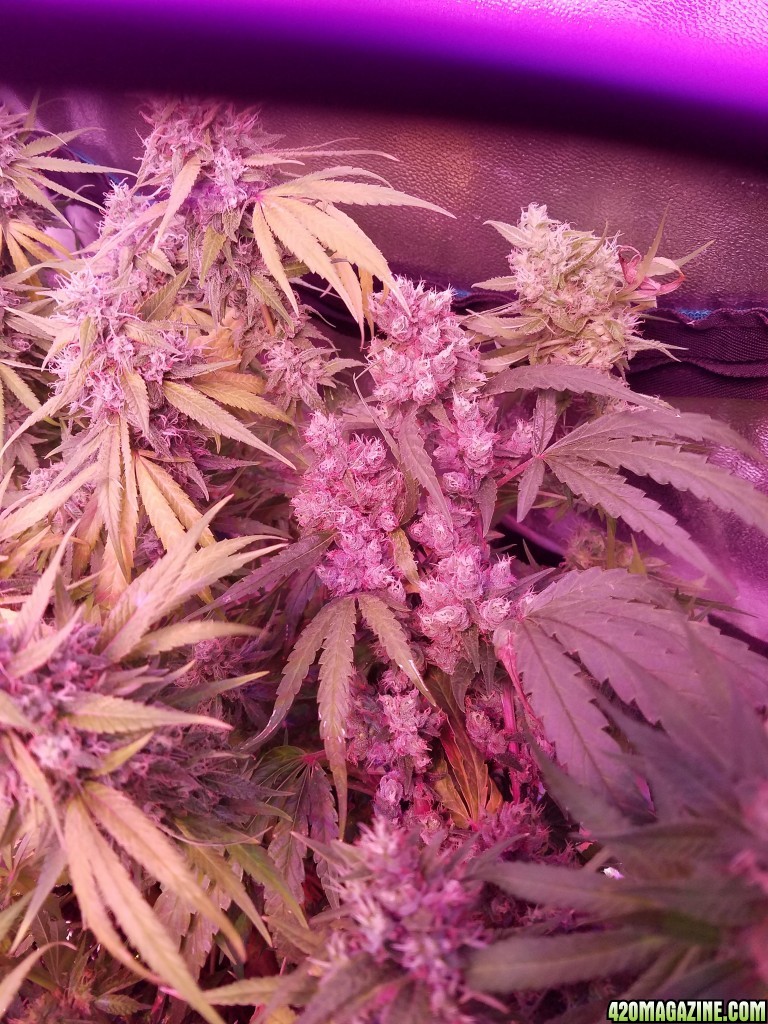 week b4 harvest