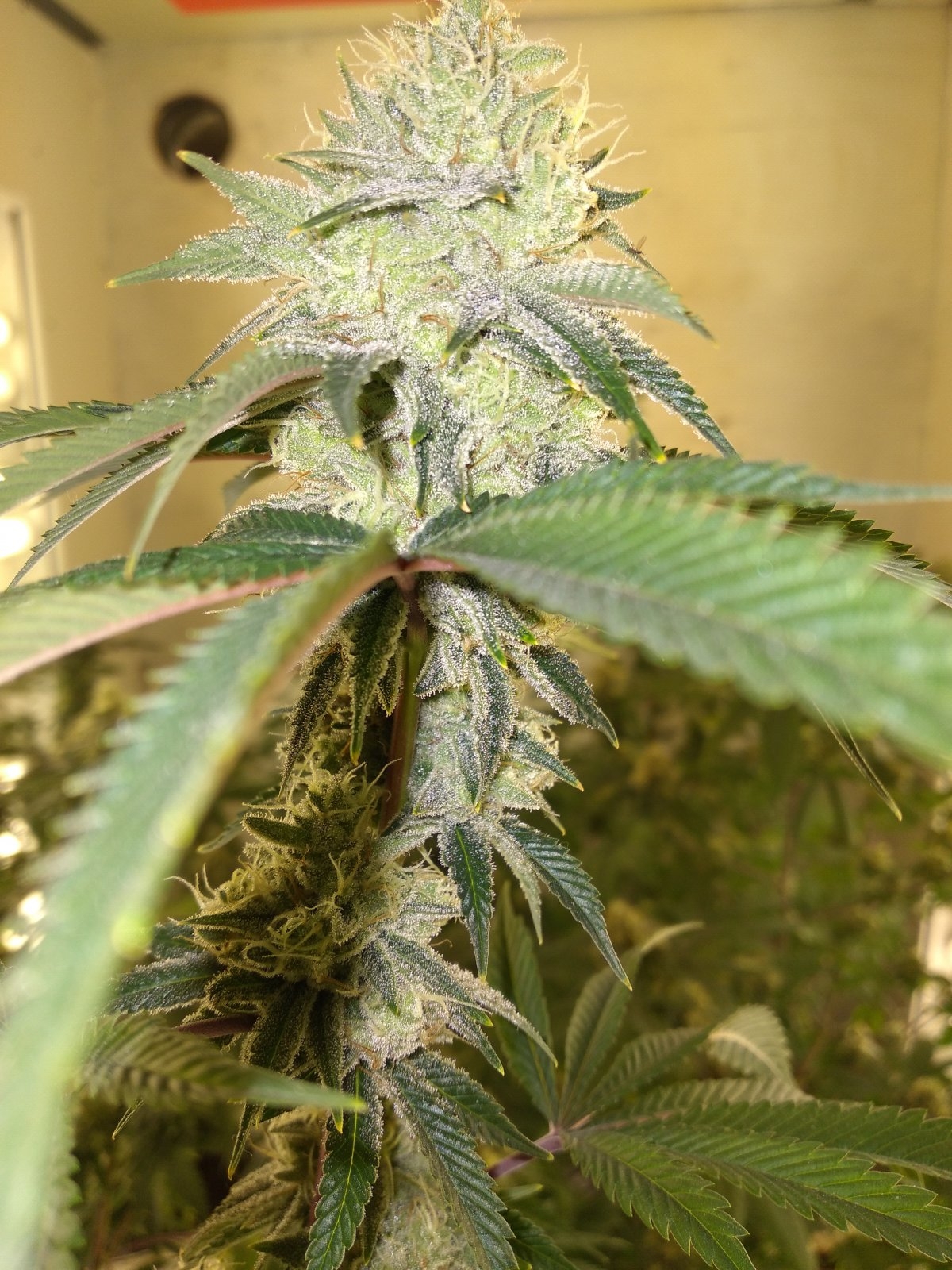 Week Eight (8)_ Day 55_ Flower 008.jpg