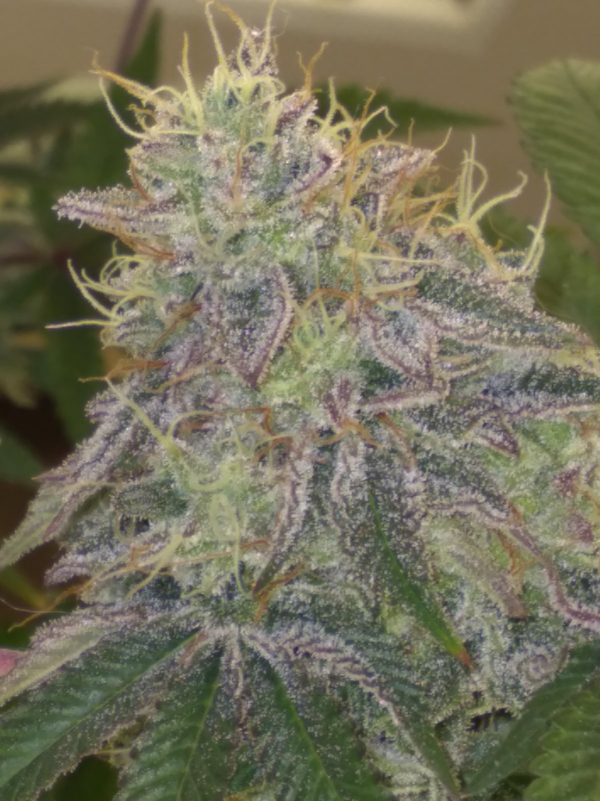 Week Eight (8)_ Day 55_ Flower 014.jpg