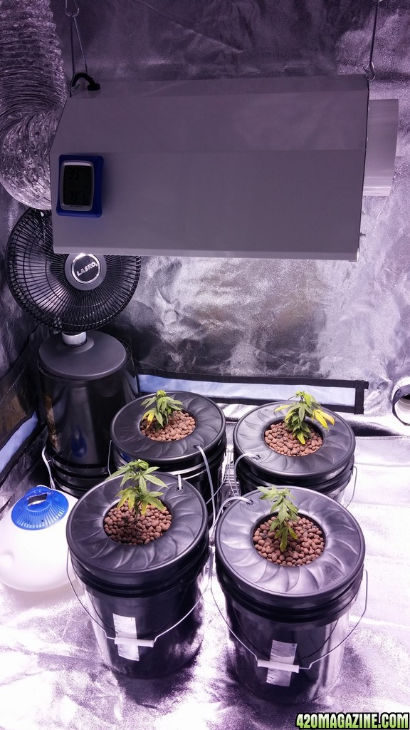 Week One DWC Blue City Diesel setup