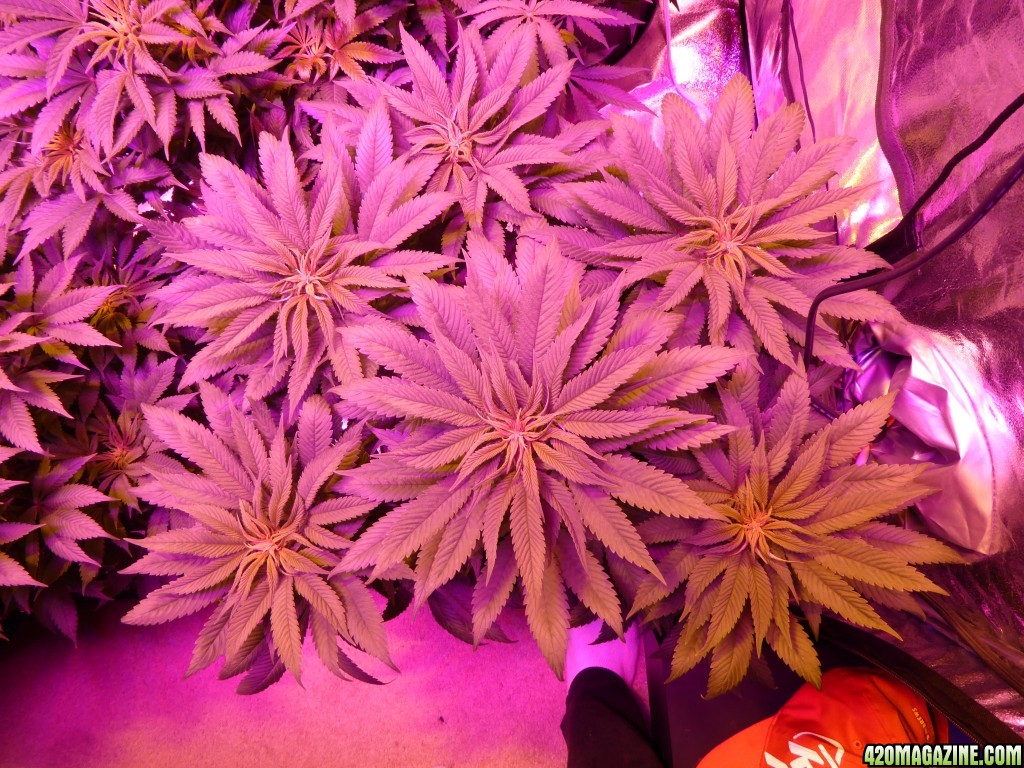 Week one of flower done