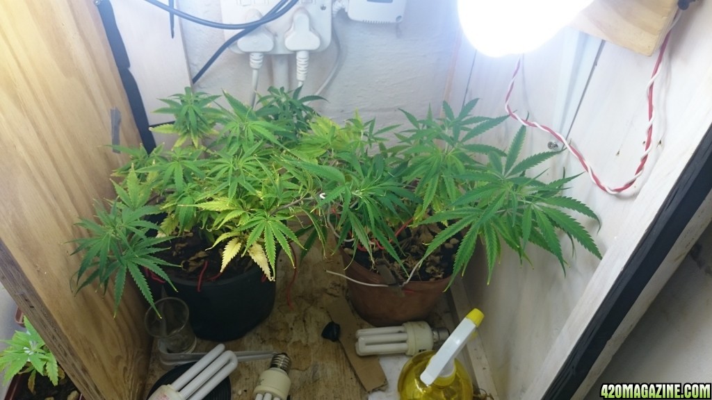 Week two micro cfl