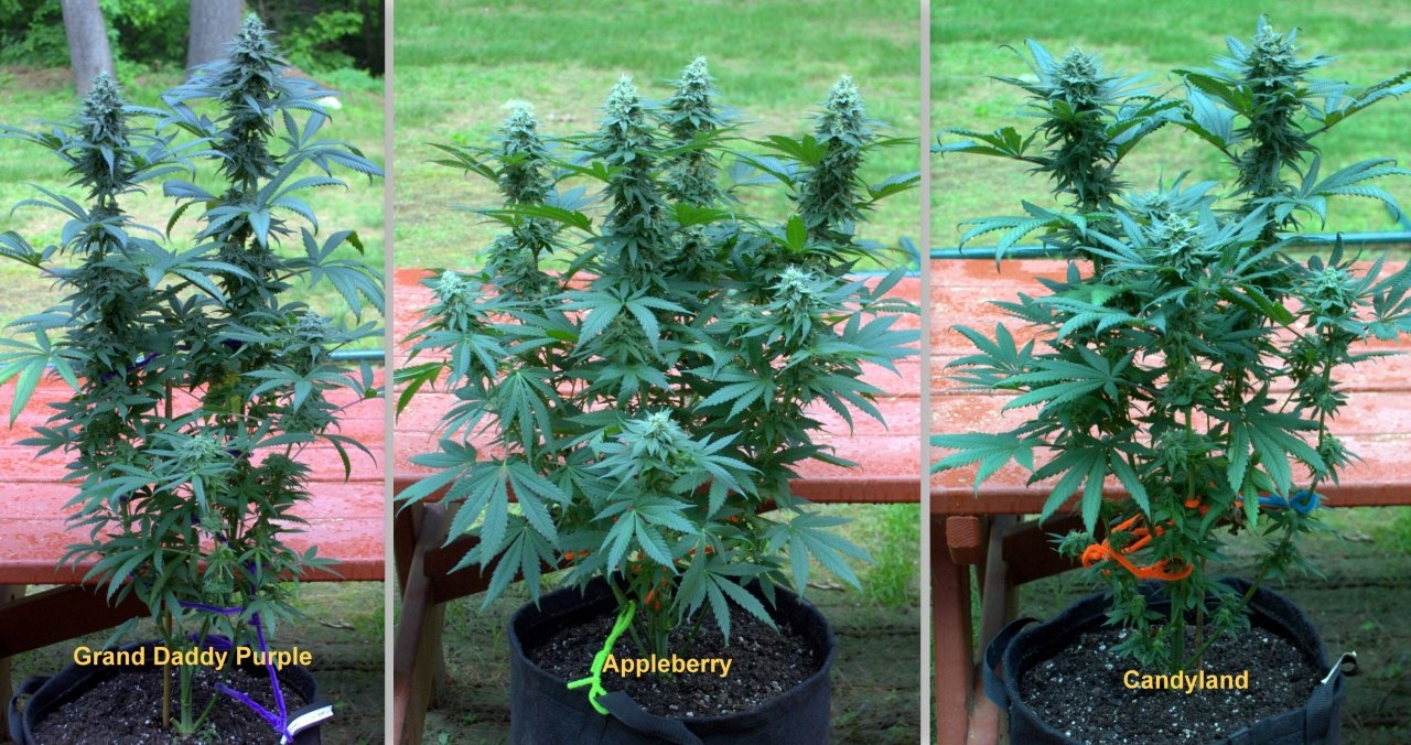 Week13Flower6.jpg