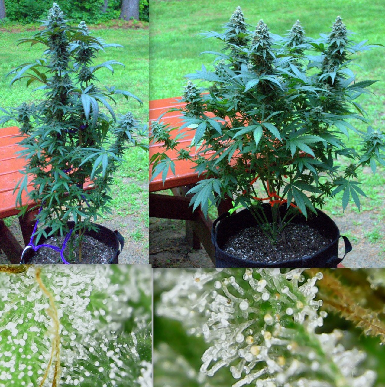 WEEK15Flower8.jpg