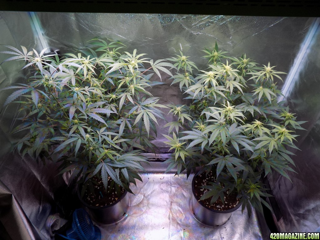 Week18 Update Roslyn Road day 53 of flower