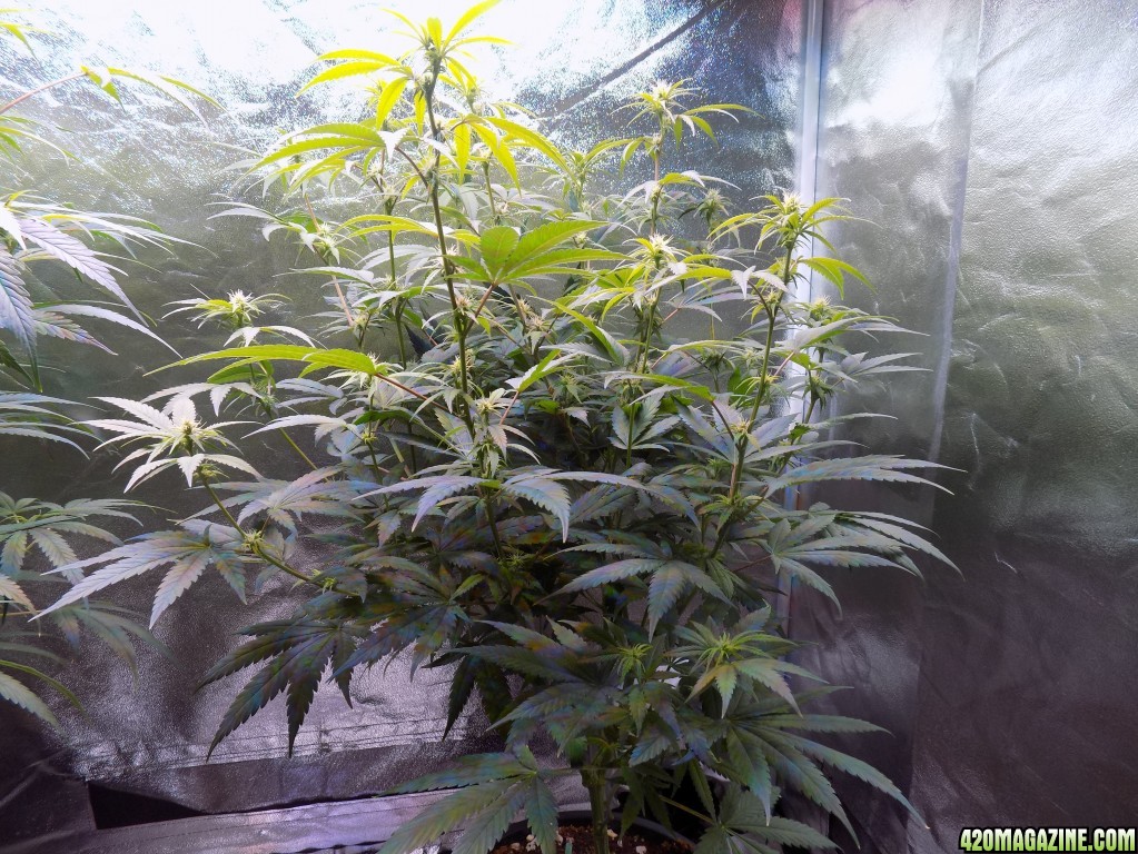 Week18 Update Roslyn Road day 53 of flower