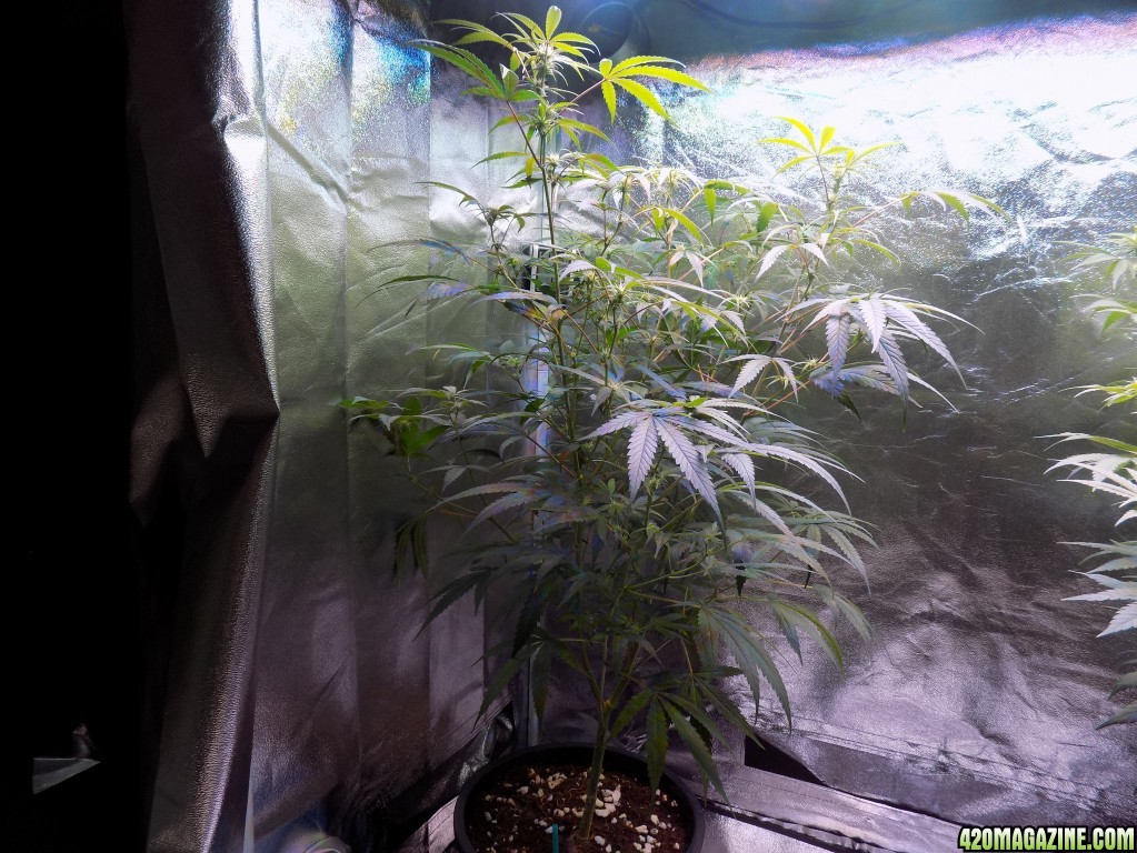 Week18 Update Roslyn Road day 53 of flower