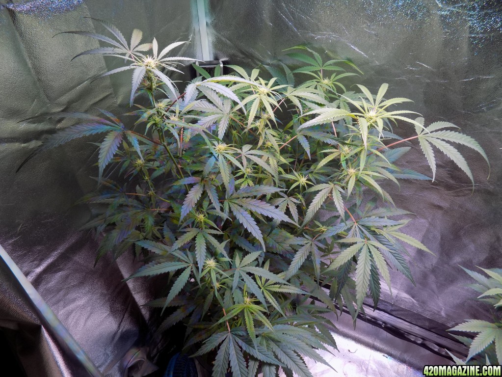 Week18 Update Roslyn Road day 53 of flower