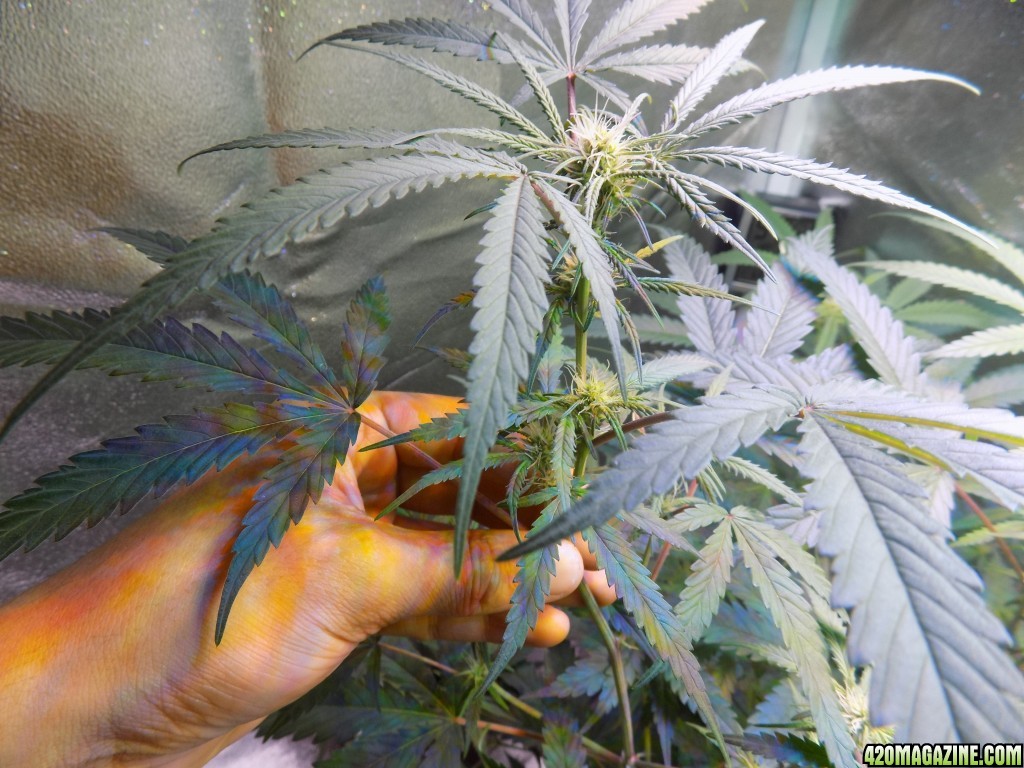 Week18 Update Roslyn Road day 53 of flower