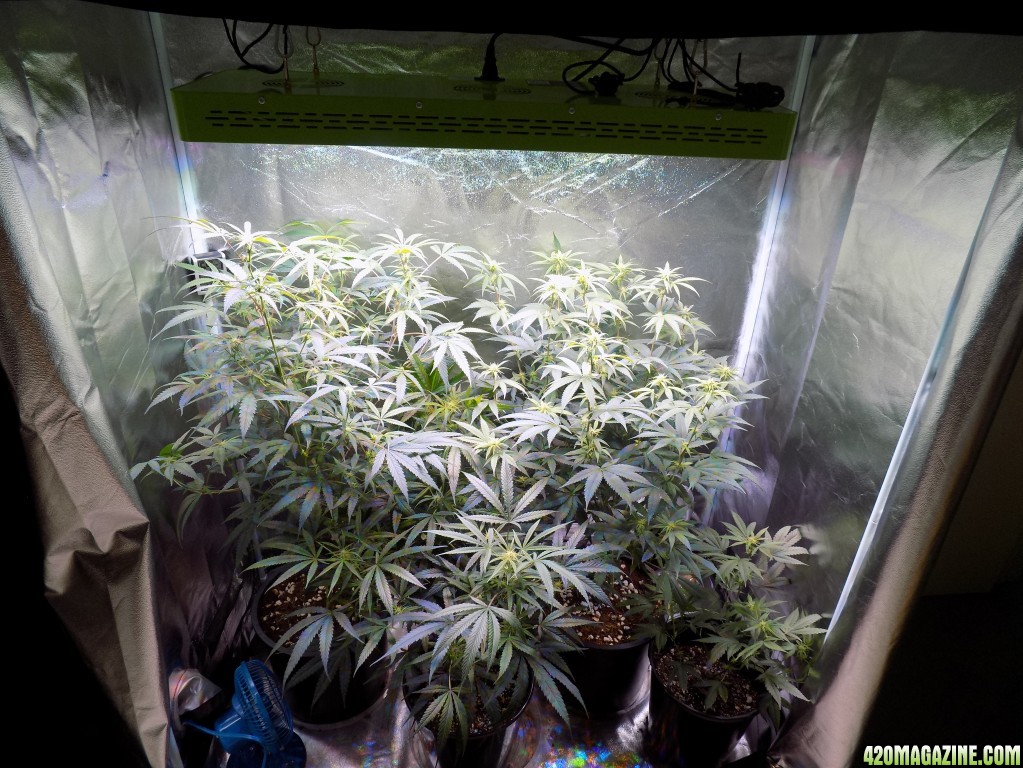 Week18 Update Roslyn Road day 53 of flower