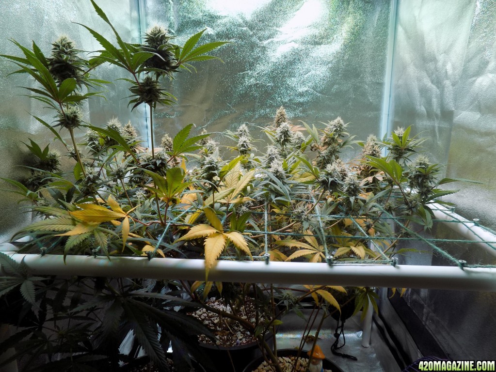 Week18 Update Roslyn Road day 53 of flower