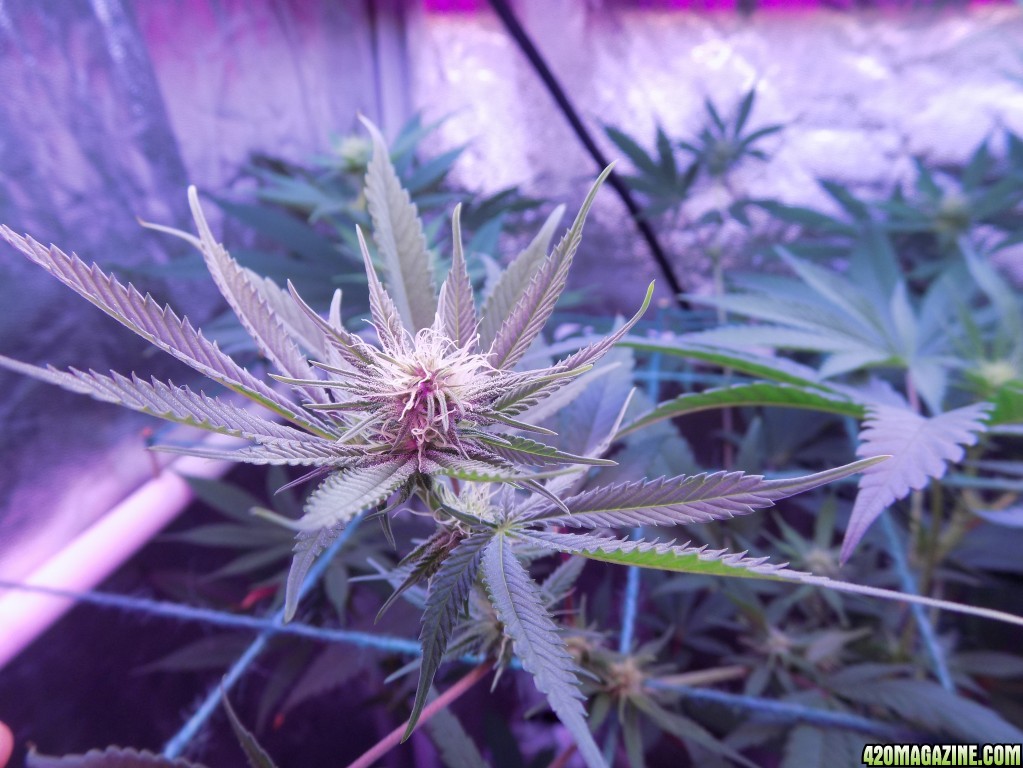 Week18 Update Roslyn Road day 53 of flower