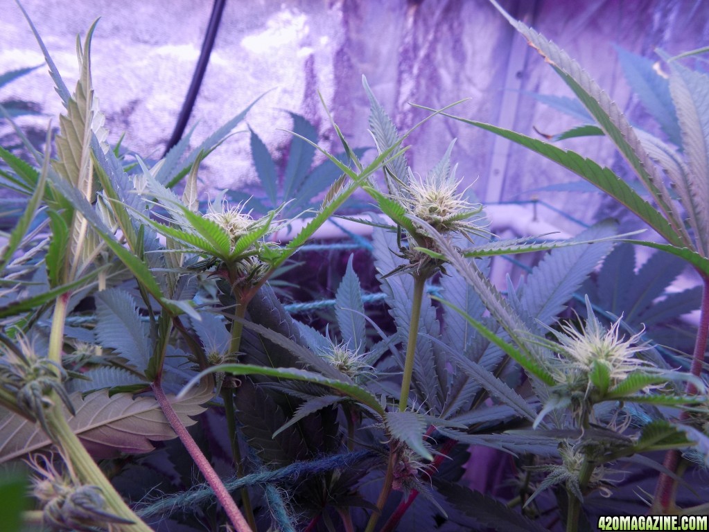 Week18 Update Roslyn Road day 53 of flower