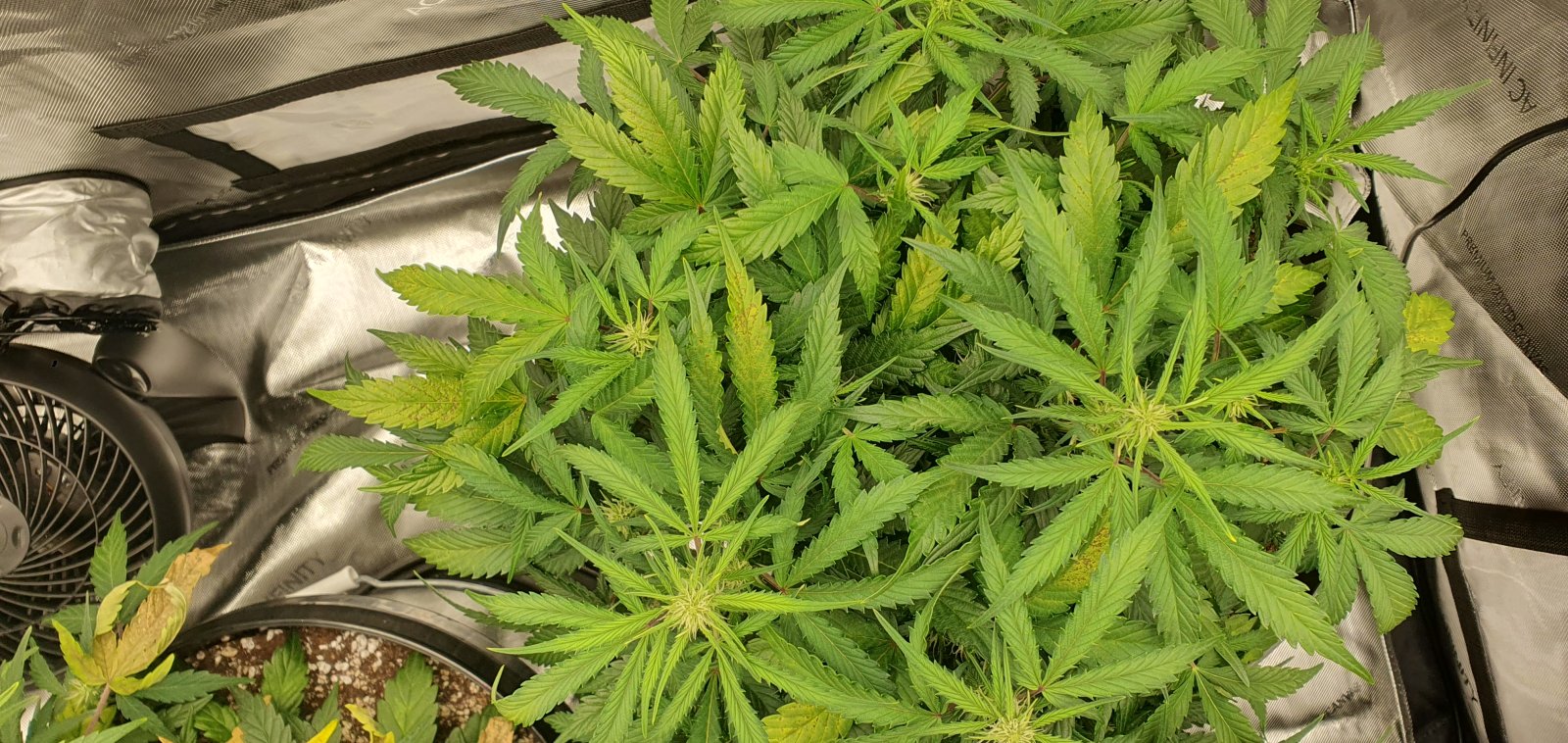 week3flower11.jpg