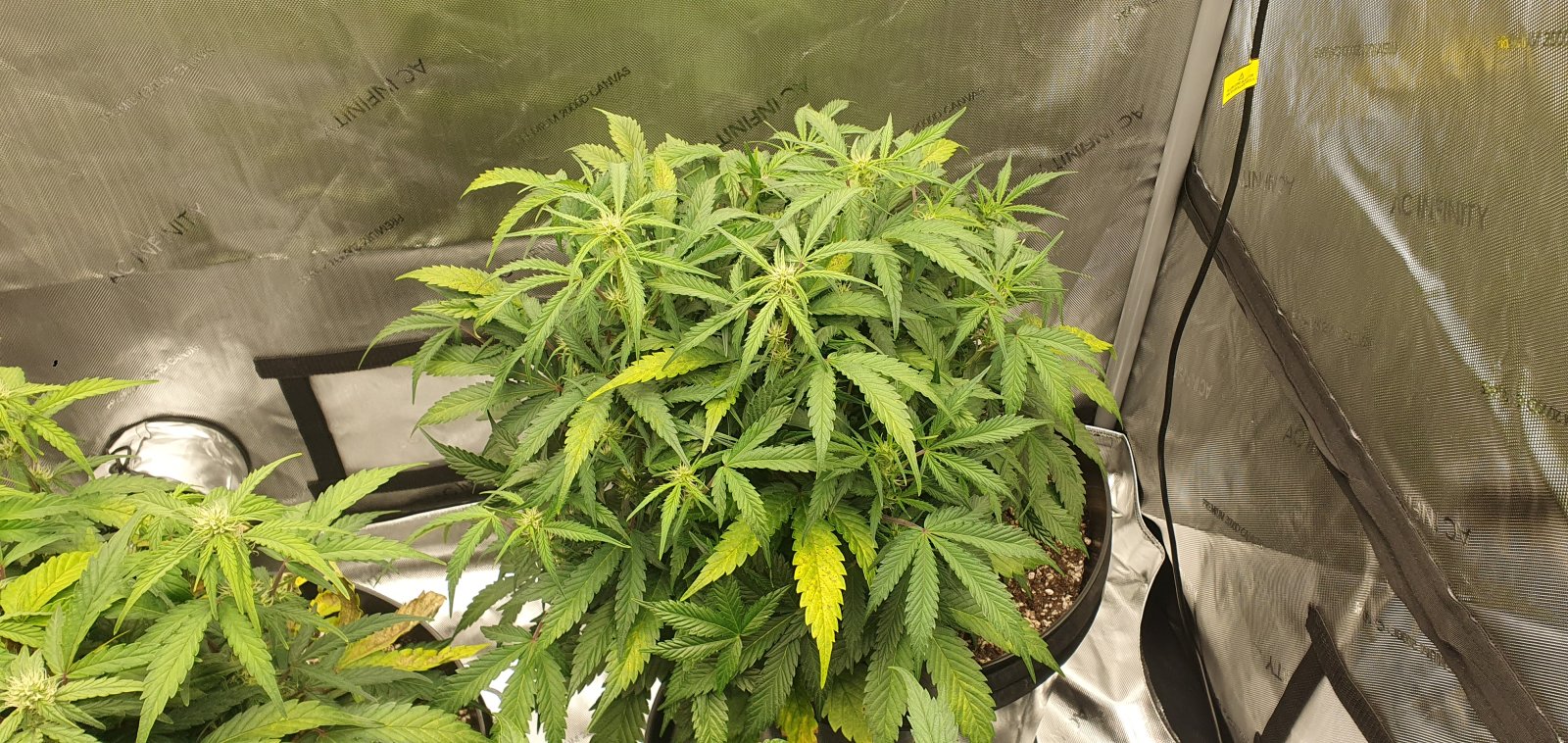 week3flower2.jpg