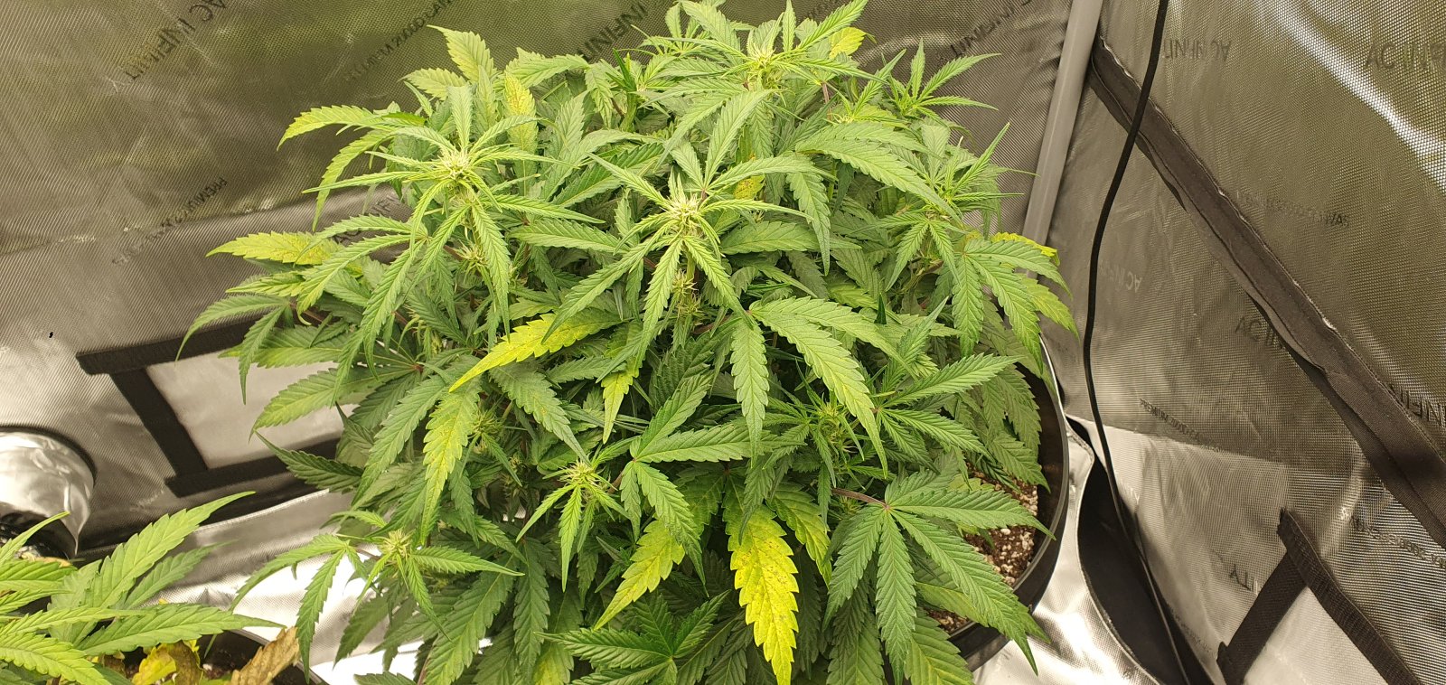 week3flower8.jpg