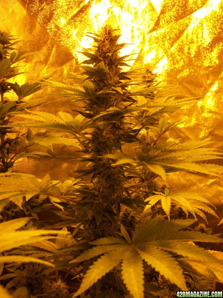 week4 flower