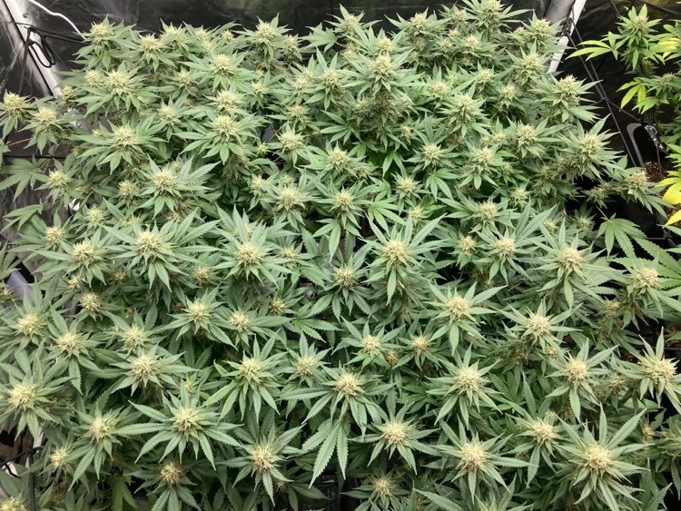 week6-reddieselx2left-ogkushx2right.jpg