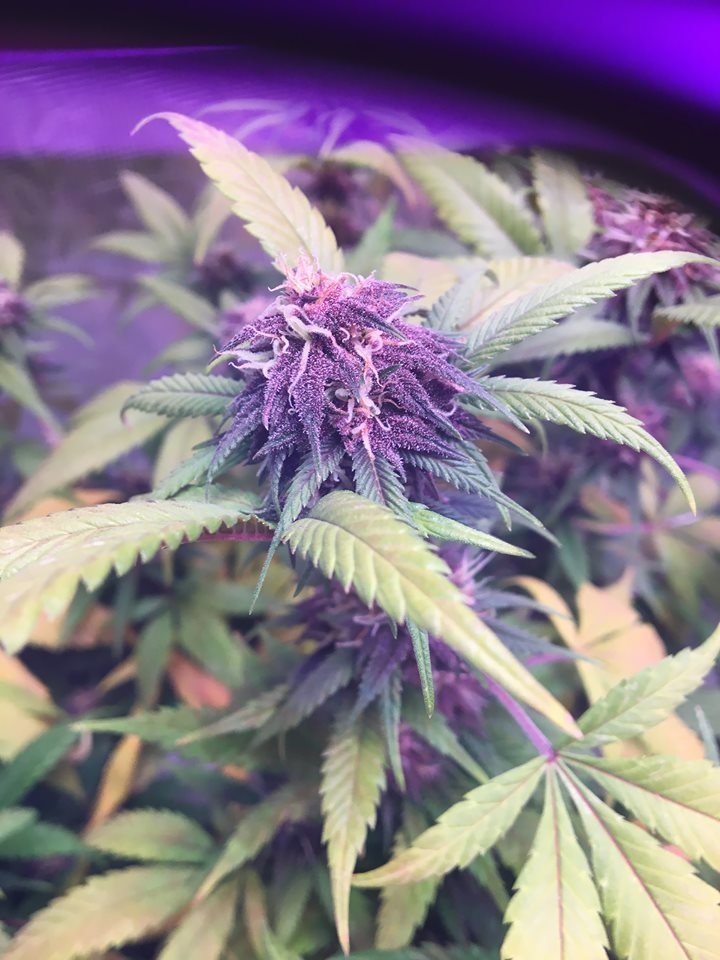 week6purplebud2.jpg