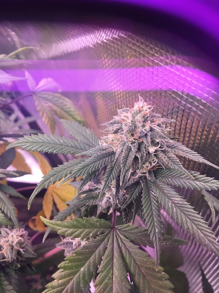 week6whitebud2.jpg