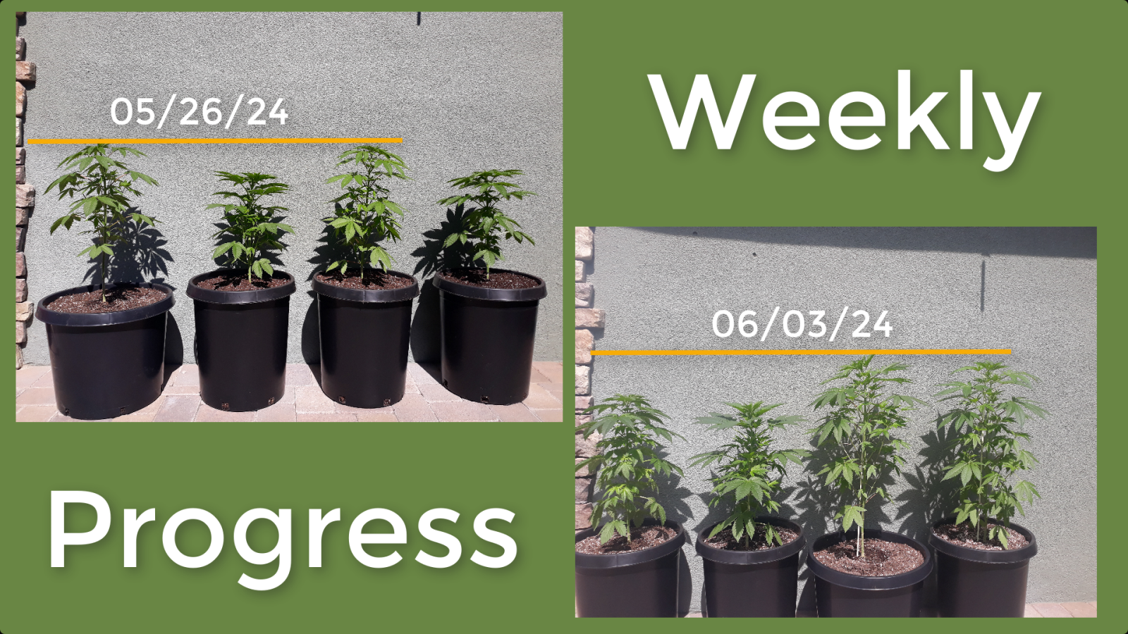 Weekly Progress.PNG