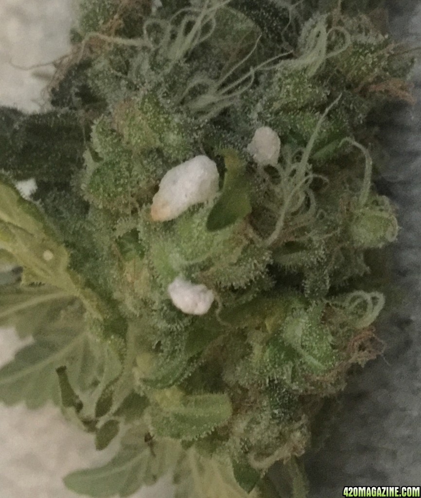 Weird white things on buds