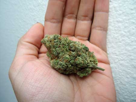 well-trimmed-bud-in-hand-platinum-j1-sm.jpg