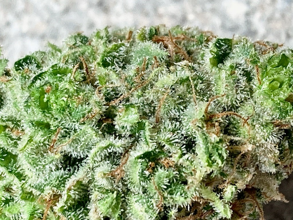 wet trim ab bud close.jpg