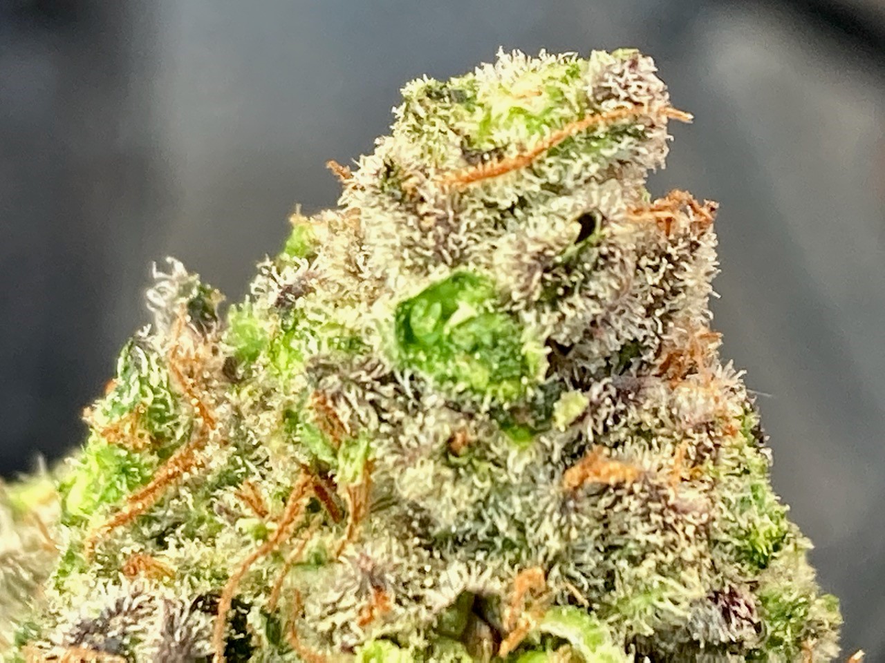 wet trimmed dsd bud #1 closeup.jpg