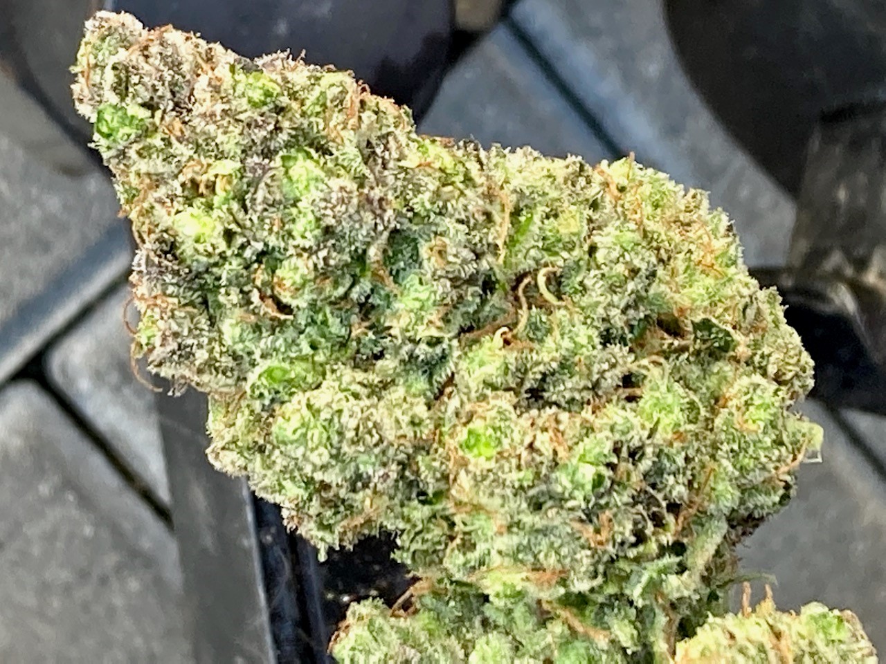 wet trimmed dsd bud #1.jpg