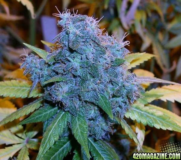 what every body loves that blue bud