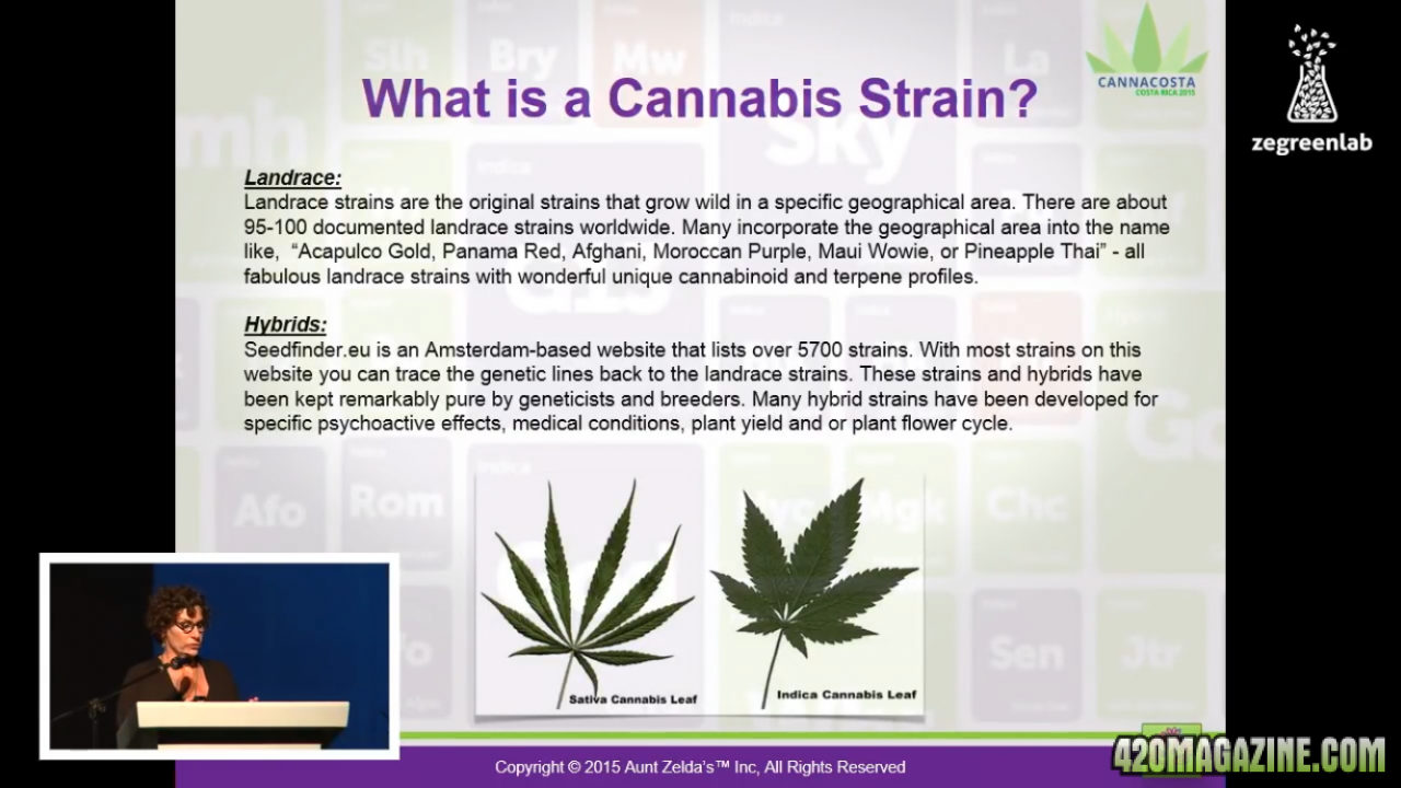 What is a cannabis strain?