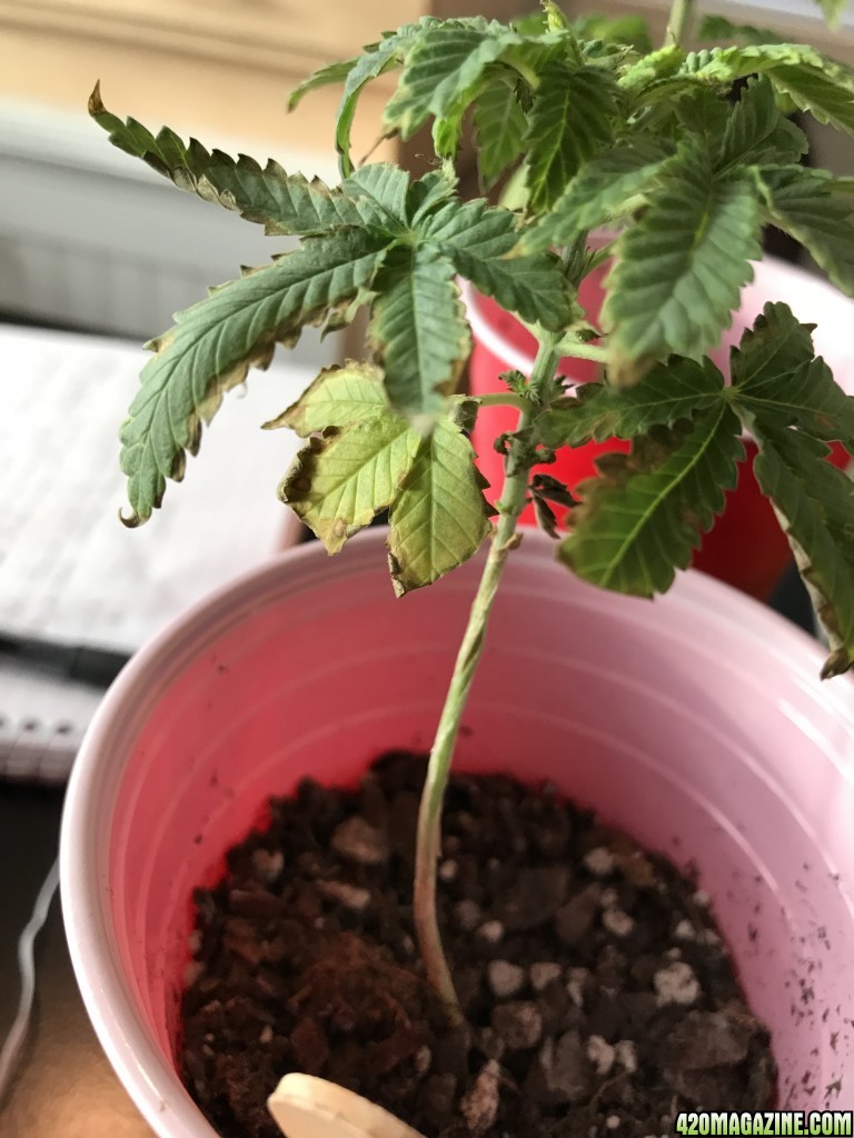 what is the problem with these two? Beginner Grower