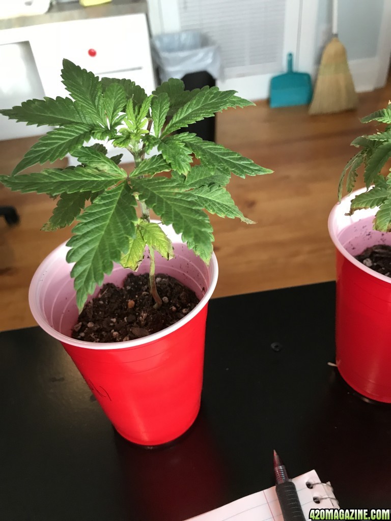 what is the problem with these two? Beginner Grower