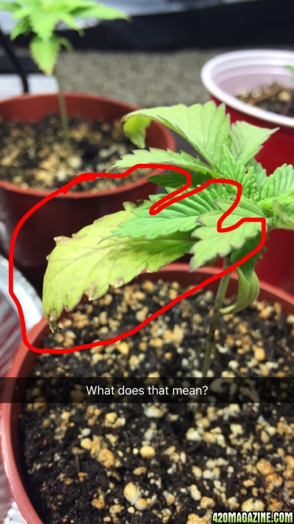 What is wrong with my plant