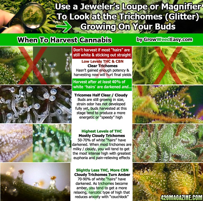 when-to-harvest-cannabis-diagram4