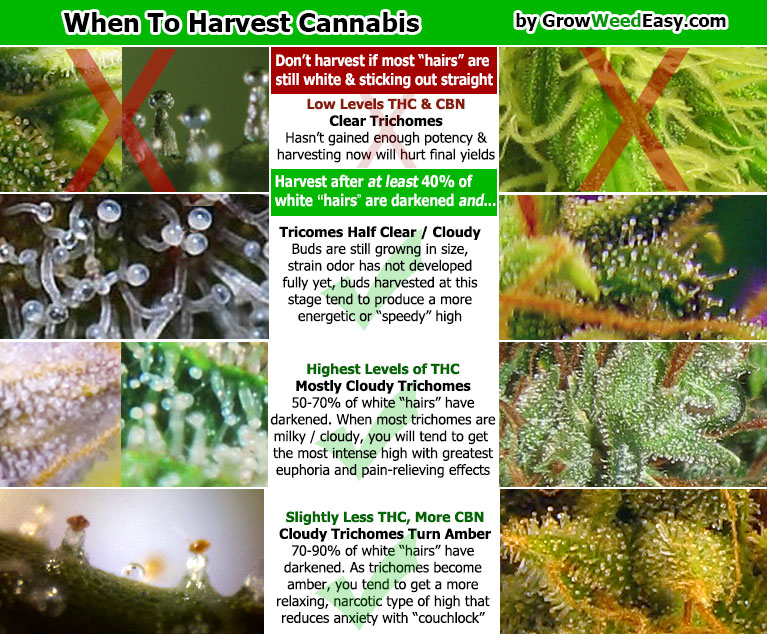 when-to-harvest-simple-trichome-diagram.jpg