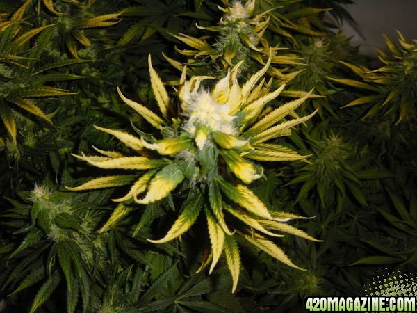 white bud