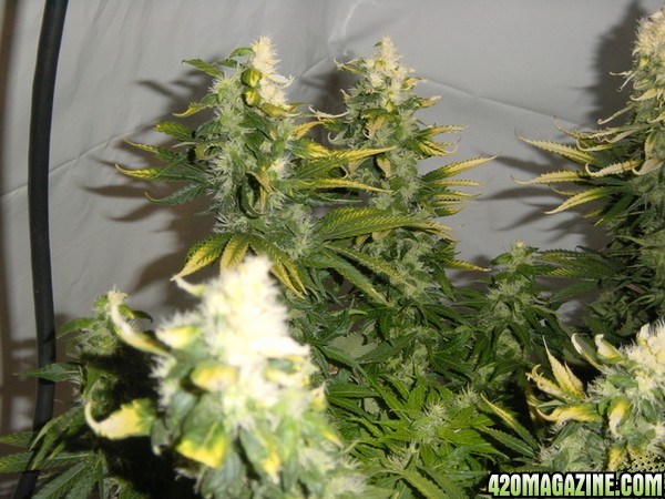 white bud