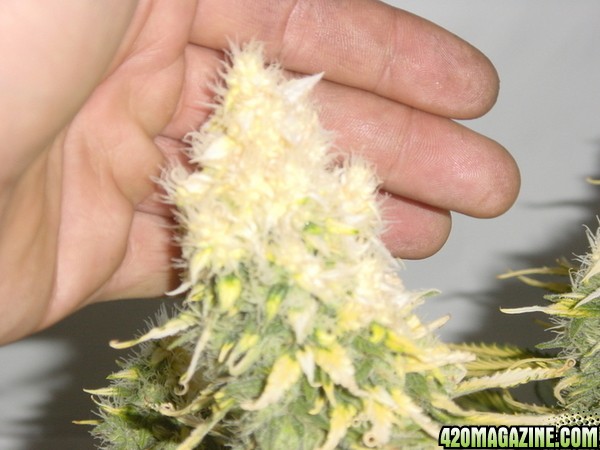 white bud