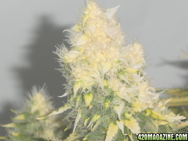 white bud