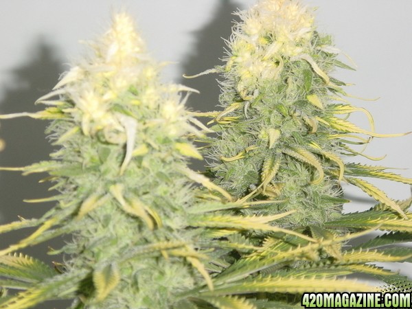 white bud